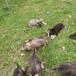 Shiloh Shepherd Puppies from Solace Shilohs
