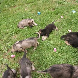 Shiloh Shepherd Puppies from Solace Shilohs