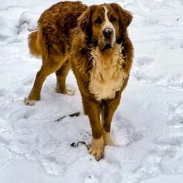 Hagrid - Saint Bernard