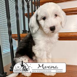 Moana - Black and white female Sheepadoodle puppy in Cleveland, Tennessee from Narrow Path Old English & Sheepadoodles