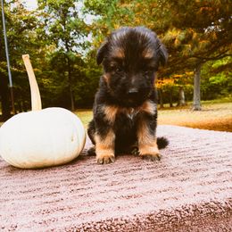 Lydia (lime green) - Black and red female German Shepherd puppy in Union City, Ohio from Heaven’s Angels