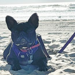 Brookie - French Bulldog