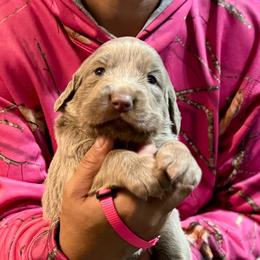 Hot pink - Silver gray female Weimaraner puppy in Aitkin, Minnesota from Whispering’s GunDogs