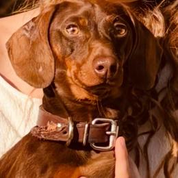Boone - Dachshund
