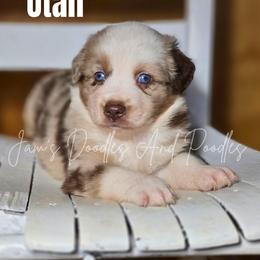 Aussiedoodle, Bernedoodle, Cockapoo, Miniature Australian Shepherd, Poodle, and Sheepadoodle Puppies from Jam's Doodles And Poodles