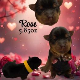 Rose - Black and tan female Yorkshire Terrier puppy in Booneville, Mississippi from Pinky's Puppies