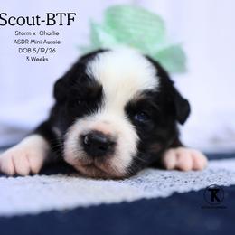 Scout- Black Tri Female (red factored) - Black tri female Miniature Australian Shepherd puppy in Nacogdoches, Texas from TK Standard, Mini, & Toy Aussies