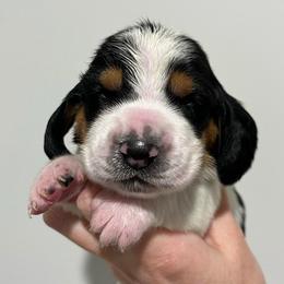 KitKat (Orange) - Brown black and white female Basset Hound puppy in Kingsport, Tennessee from Bear’s Bassets