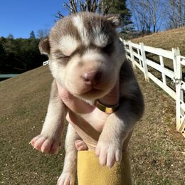 Camber - Red and white female Siberian Husky puppy in Burnsville, North Carolina from Peterson Puppies