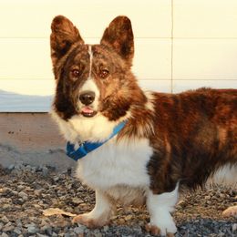 Cardigan Welsh Corgis and Pembroke Welsh Corgis from Bell S Ranch