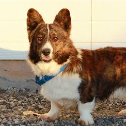 Cardigan Welsh Corgis and Pembroke Welsh Corgis from Bell S Ranch