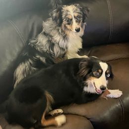 Lincoln - Miniature Australian Shepherd