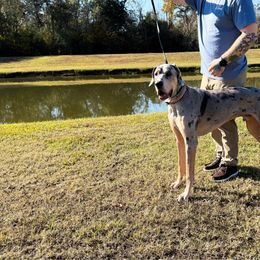 Atlas - Merle male Great Dane puppy in Prairieville, Louisiana from Southern Barron Danes & Dachshunds