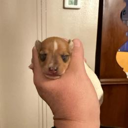 Pup D - White and tan female Toy Fox Terrier puppy in Clermont, Florida from Debbie Hiles's Toy Fox Terriers