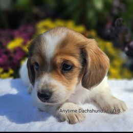 Belle 1695 - Piebald female Dachshund puppy in Ben Wheeler, Texas from Anytime Dachshunds by D.B.
