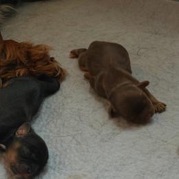 River - Chocolate male Cavalier King Charles Spaniel puppy in Auburn, Washington from Enchanted Cavaliers