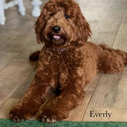 Everly - Goldendoodle