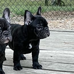 French Bulldog Puppies from Ruchi French Bulldogs