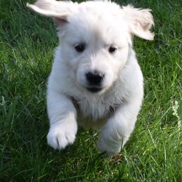 Golden Retriever Puppies from Golden Retriever Companions