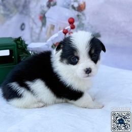 Mismark Tri Black - Black and tan male Pembroke Welsh Corgi puppy in Nashville, Arkansas from Whisenhunt Farms