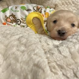 Nancy Wilson - Cream female Dachshund puppy in Huntington, Arkansas from Rockstar.Weiners