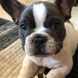 French Bulldogs from Hill Country French Bulldog