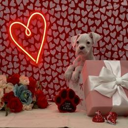 Zero - White female Boxer puppy in La Vernia, Texas from Chilham Boxers