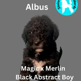 Boy 1 - male Poodle puppy in Baltimore, Maryland from Steinrock’s Standards