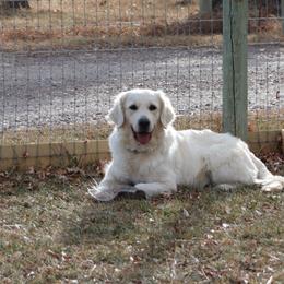 Jojo - Light golden female Golden Retriever puppy in Great Falls, Montana from VS Golden Fields