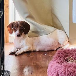 Honey - Dachshund