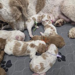 Purple Female - Parti female Goldendoodle puppy in Great Falls, Montana from Montana Goldendoodles