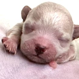 Maltese and Maltipoo Puppies from Chez Lexi Kennels