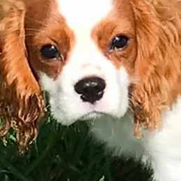 Cavalier King Charles Spaniels from Victory Spaniels