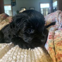 Miniature Schnauzer and Whippet Puppies from Saving Grace