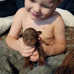 Maroon collar red girl - Red and rust female Doberman Pinscher puppy in Antioch, Tennessee from Aiba Doberman's