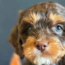 Bernedoodles, Cavapoos, and Poodles from Positively Doodles