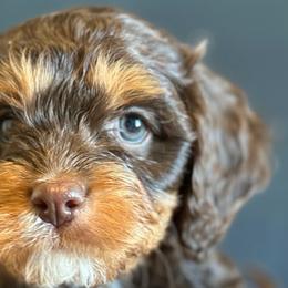 Bernedoodles, Cavapoos, and Poodles from Positively Doodles