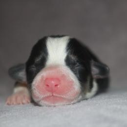 Boy 5 - Black and tan male Pembroke Welsh Corgi puppy in West, Texas from Rustic Spur Kennel