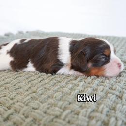 Kiwi Chocolate Tri Color - Chocolate female Cavalier King Charles Spaniel puppy in Nampa, Idaho from Heart Mountain Cavaliers & Floating Feathers Kennel
