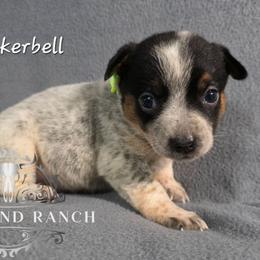 Tinker Bell - Blue female Australian Cattle Dog puppy in Silsbee, Texas from Rockin ND Ranch
