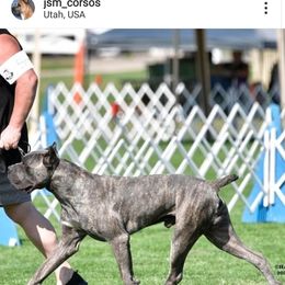 Cane Corso Puppies from JSM Corsos