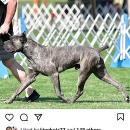 Cane Corso Puppies from JSM Corsos