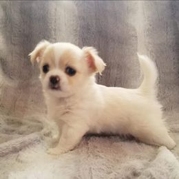 Chihuahua Puppies from Lucky Star Chihuahuas