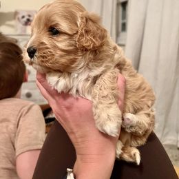 Cavalier King Charles Spaniel and Cavapoo Puppies from CK Cavaliers