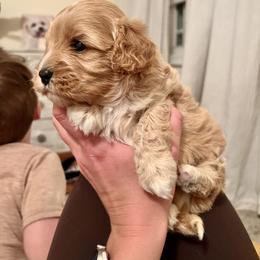 Cavalier King Charles Spaniel and Cavapoo Puppies from CK Cavaliers
