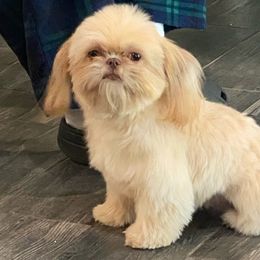 Stella - Shih Tzu