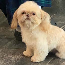 Stella - Shih Tzu