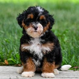 Gretl - Tri-color female Bernedoodle puppy in Dundee, Ohio from Down Home Doodle