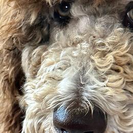 Leo - Labradoodle