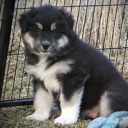 Martha - Black and white Alaskan Malamute puppy in Michigan from Warrior’s Legacy Alaskan Malamutes